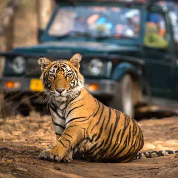 Tiger resting on a forest track in front of a safari jeep in an Indian national park