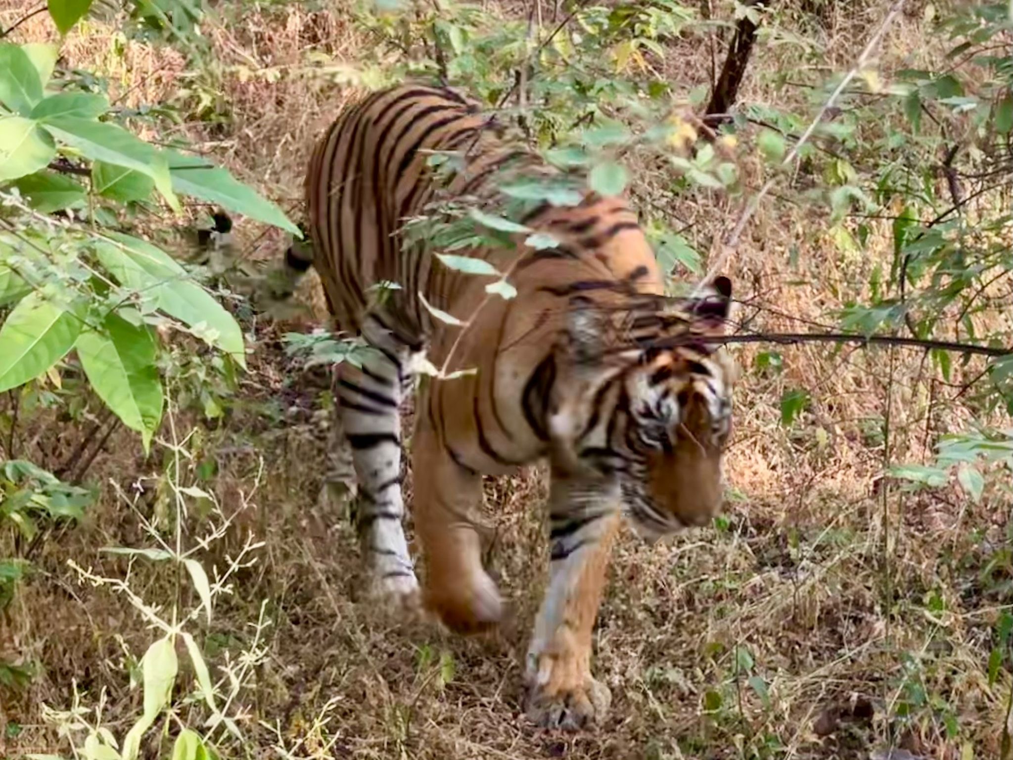 Tiger walking near the ruins of Ranthambore Fort, Rajasthan