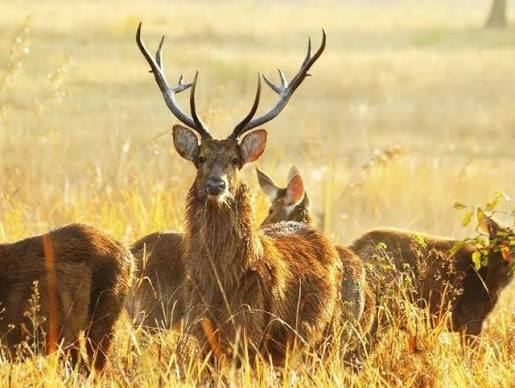 Open meadow with swamp deer in Kanha National Park, Madhya Pradesh