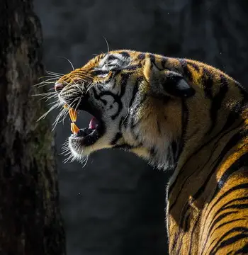 Wildlife Tours & Safari