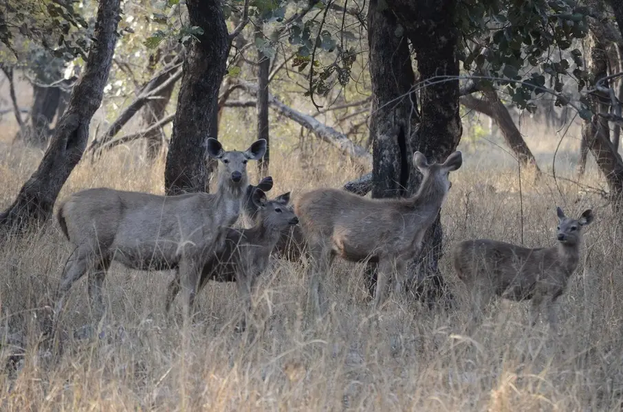 Visit to the Jim Corbett National Park