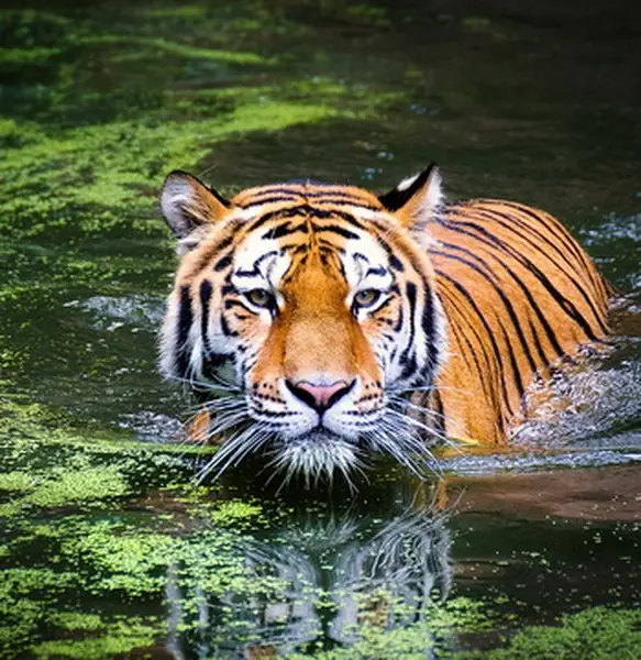 India Tiger Tour